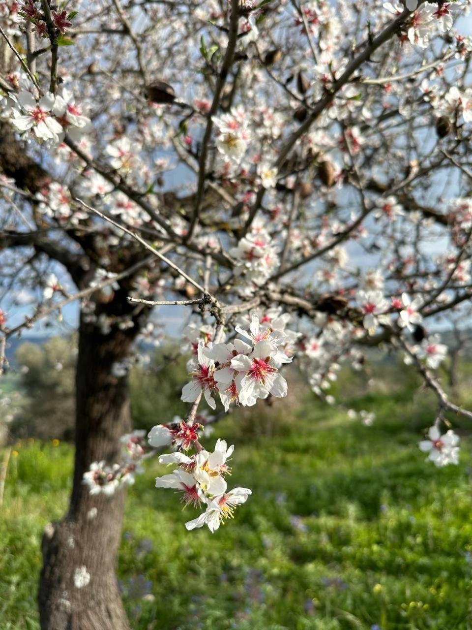 Roba Albanisi 호텔 아라고나 외부 사진